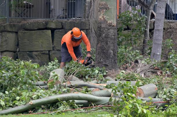 Trusted Richlandtown, PA Tree Service Experts